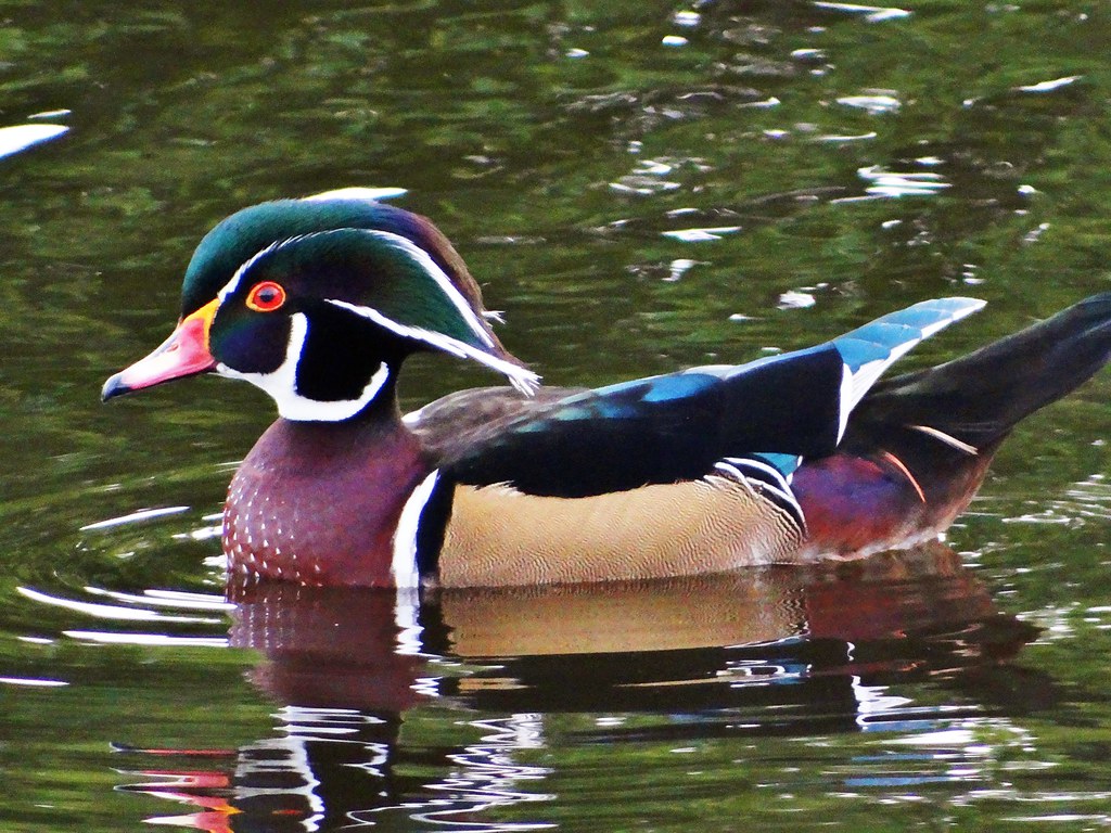 Wood Duck Bradenton, Florida Marcia Flickr
