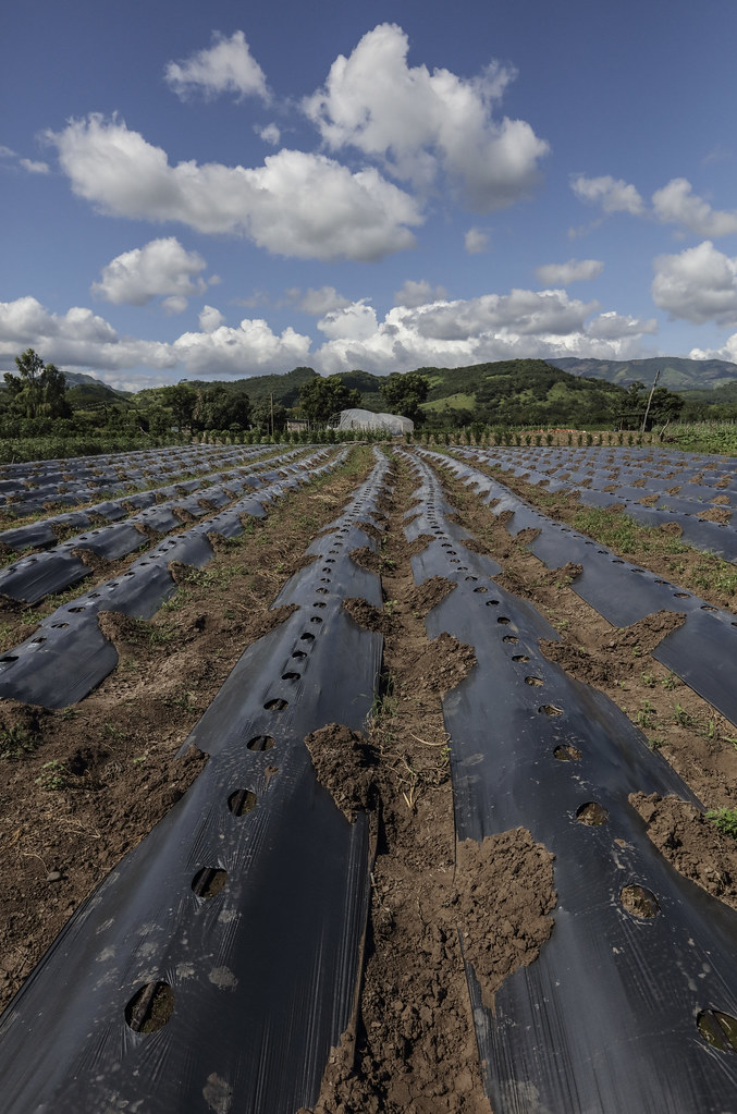 CONSERVATION AGRICULTURE IN NICARAGUA AGRICULTURA DE CON… Flickr