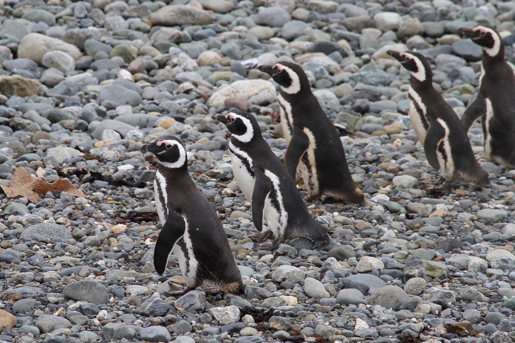 Magdalena Island penguins Flickr