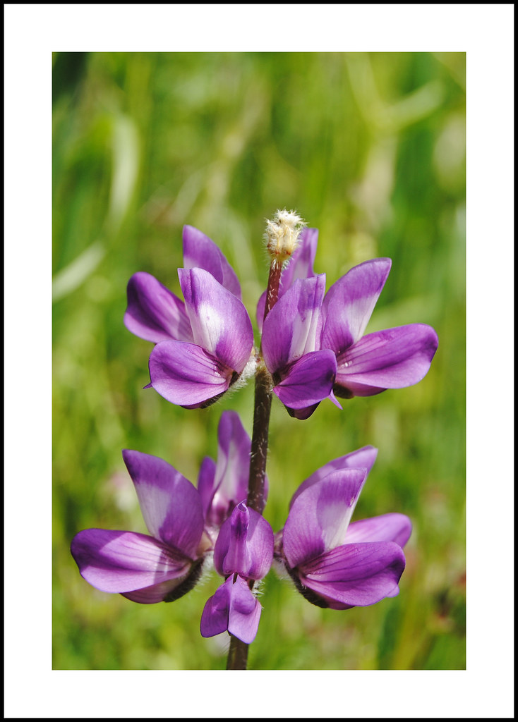 Kern County Wildflowers Chick lupine (Lupinus microcarpus)… Flickr