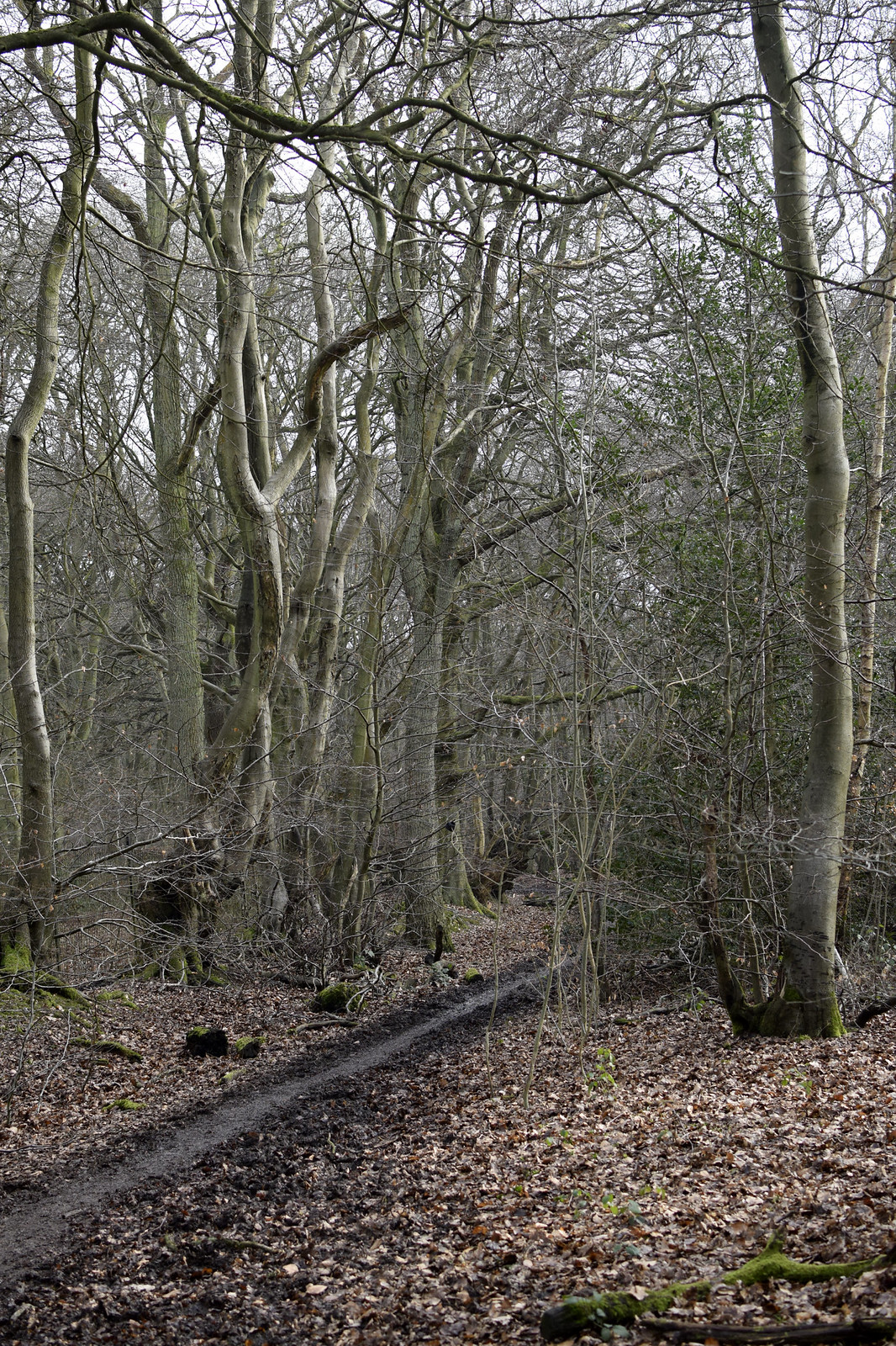 Photos Princes Risborough to Wendover Walk SWC