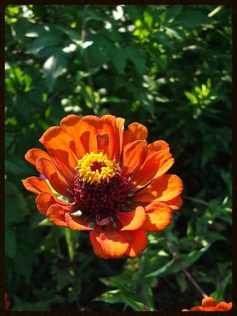 Tyedye zinnia, U. of FL. County Extension Office jill.brubaker