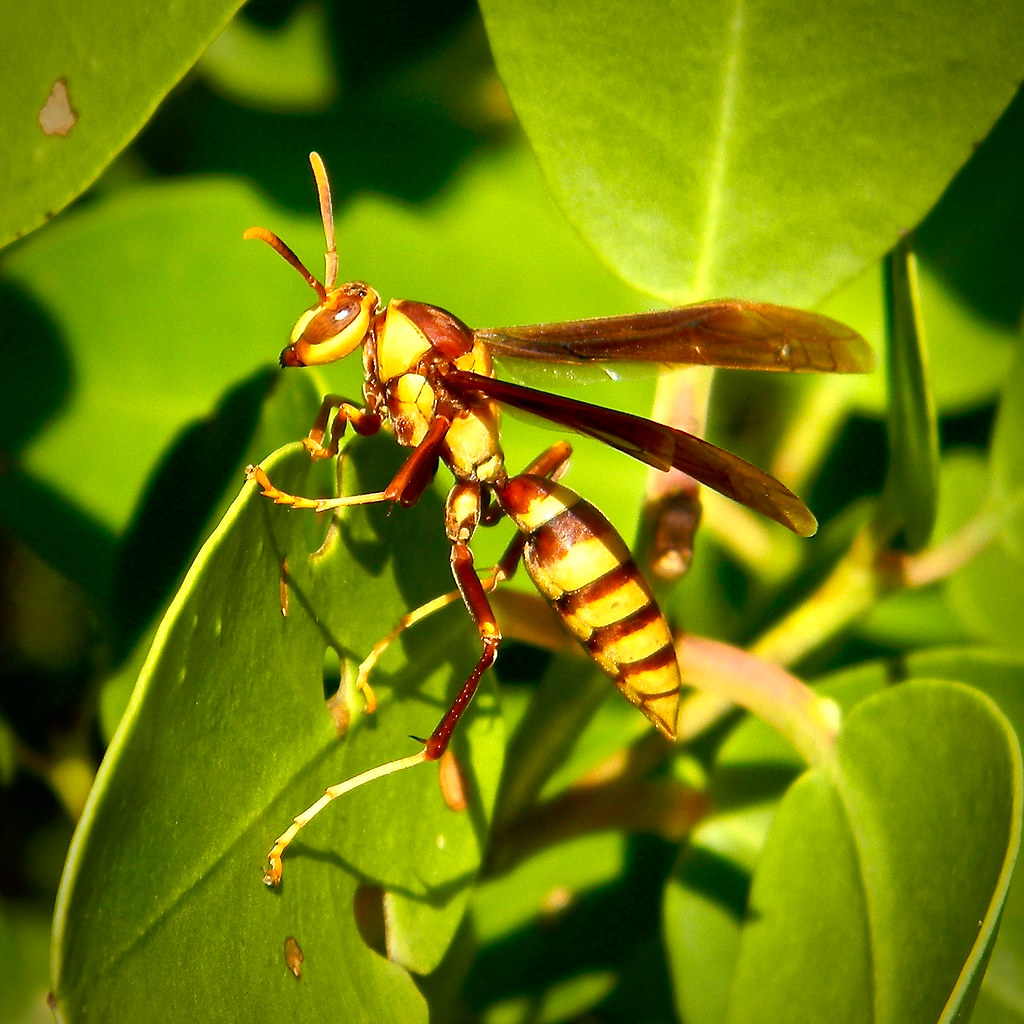 Polistes major This large, exotic paper wasp took a break … Flickr