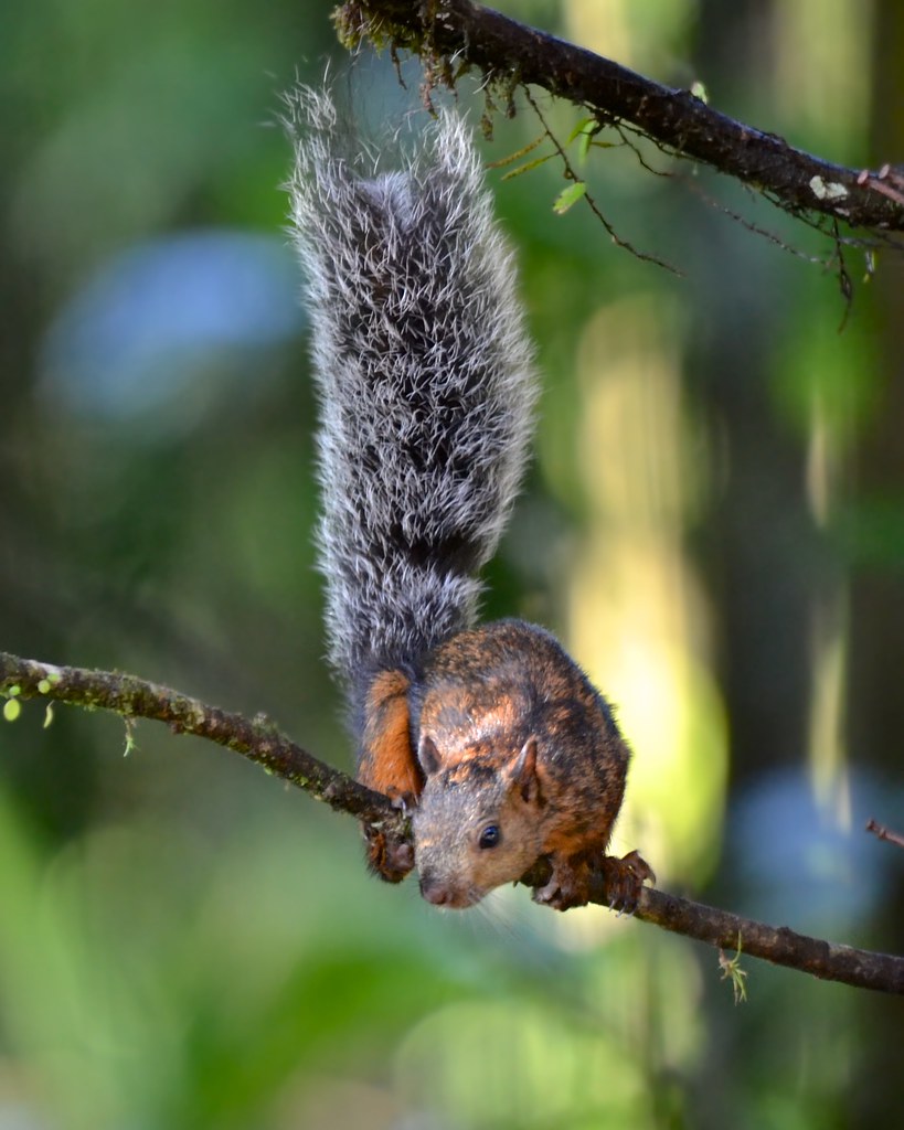 Variegated Squirrel Planting the Landing I went on vacatio… Flickr