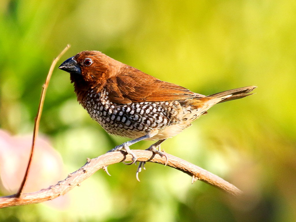 Nutmeg Mannikin2, Tierrasanta, CA, 121915 AzureJay Wildlife