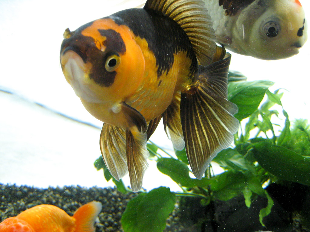 金魚二歳2015(黒) 大きな病気もなくスマートな体型を維持しています。虎柄のまま褪色は止まってます。 makoto sakai Flickr