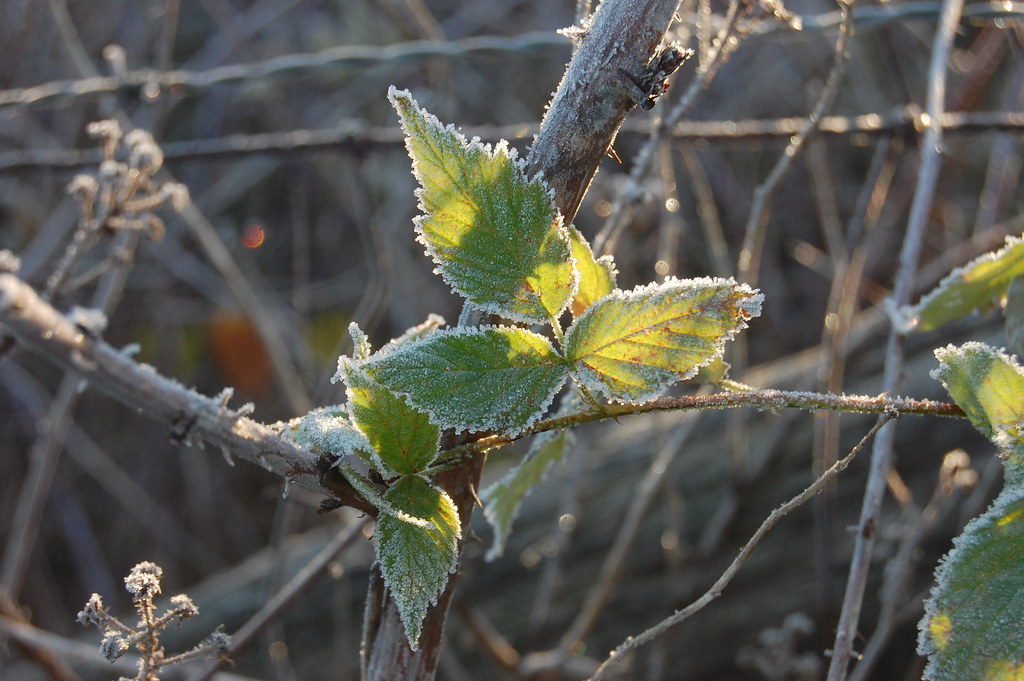 Blackberry vine with hoar frost. Sugary frost outlines bac… Flickr