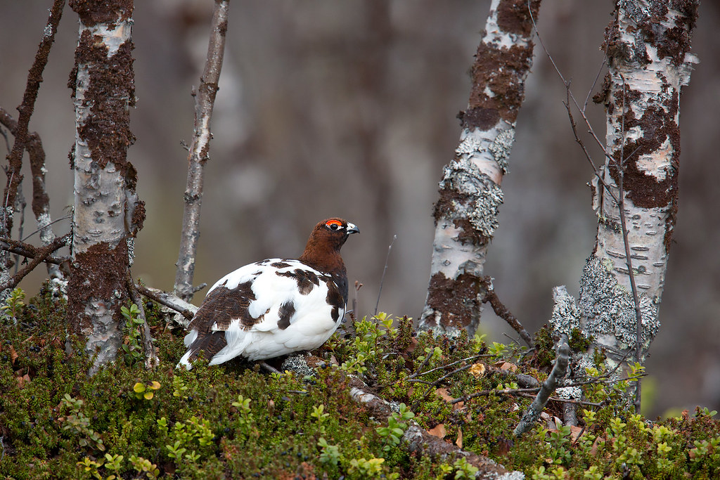 Willow Grouse Lapland, Finland May 2015 Daniel Pettersson Flickr
