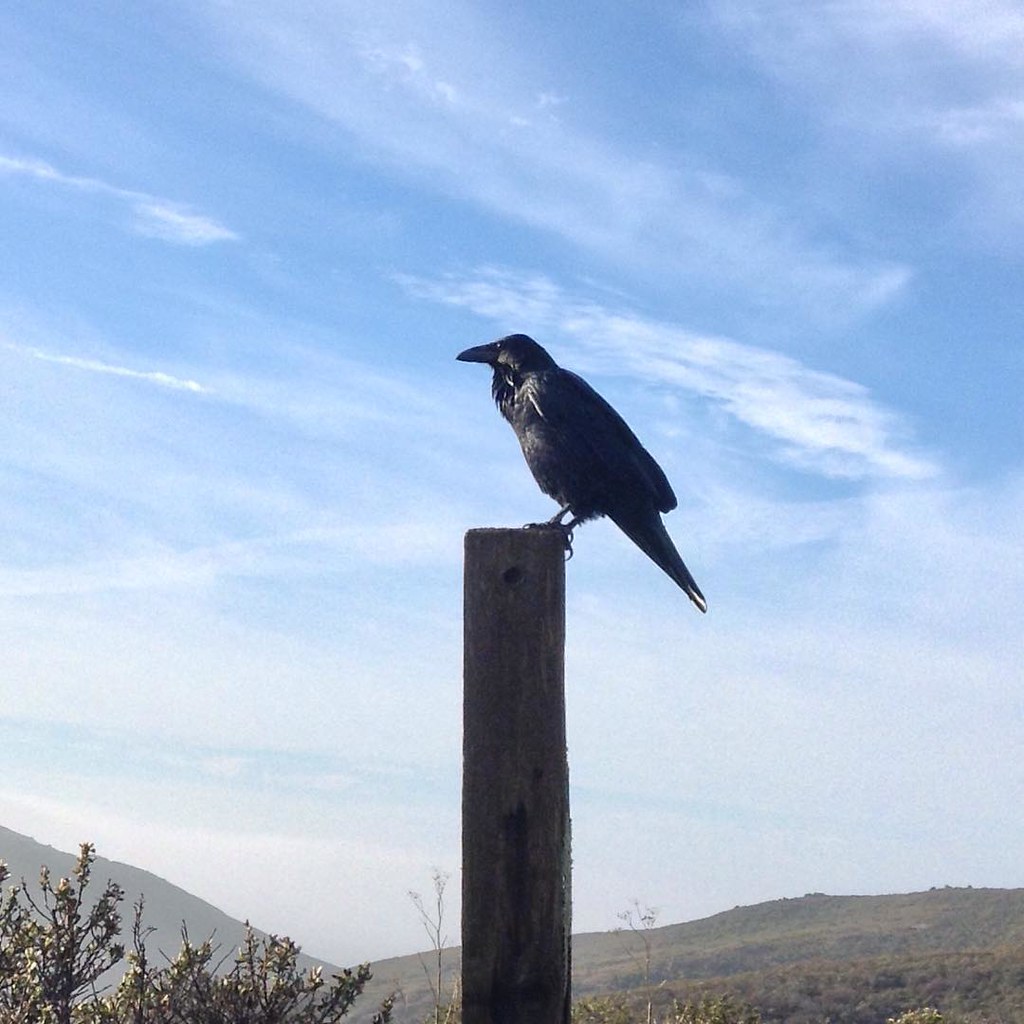 A raven on Saturday’s Tennessee Valley Fox Trail run. lat… Flickr