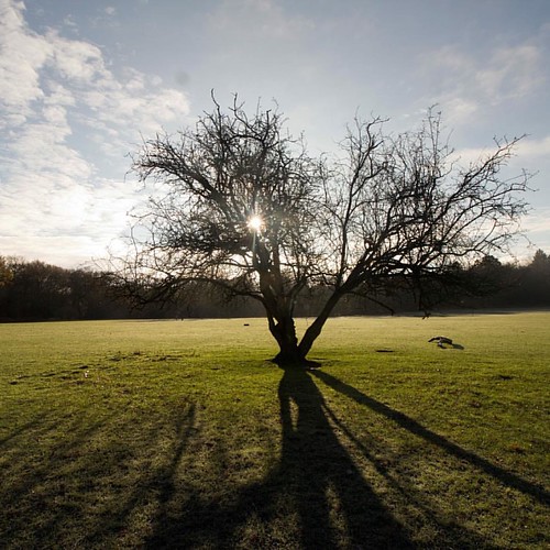 Ashridge tree in silhouette AshridgeNT nofilter Flickr