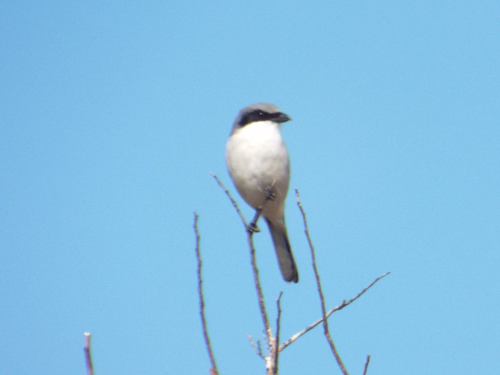 Loggerhead Shrike November 17, 2015 , Heritage Park,Sachse… Robert