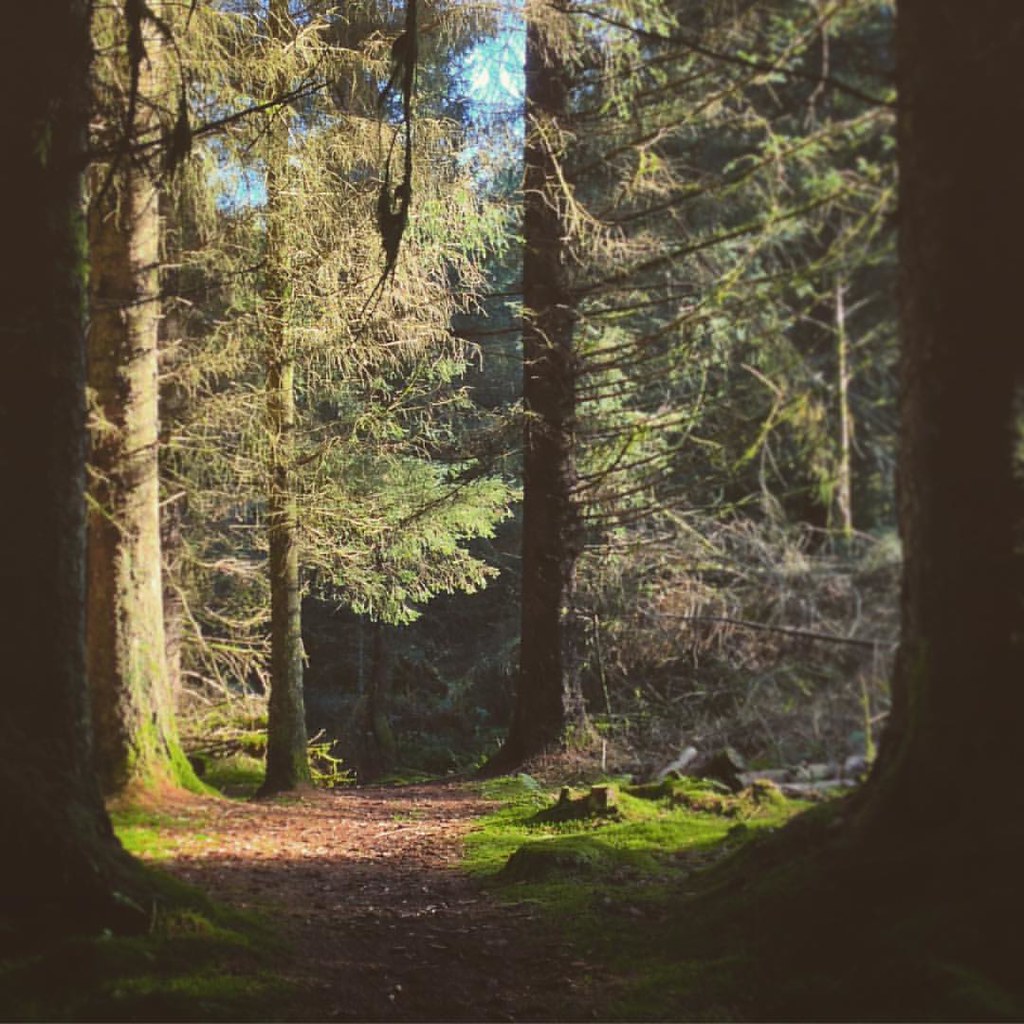 Laurieston Forest, Dumfries and Galloway . . lauriestonfo… Flickr