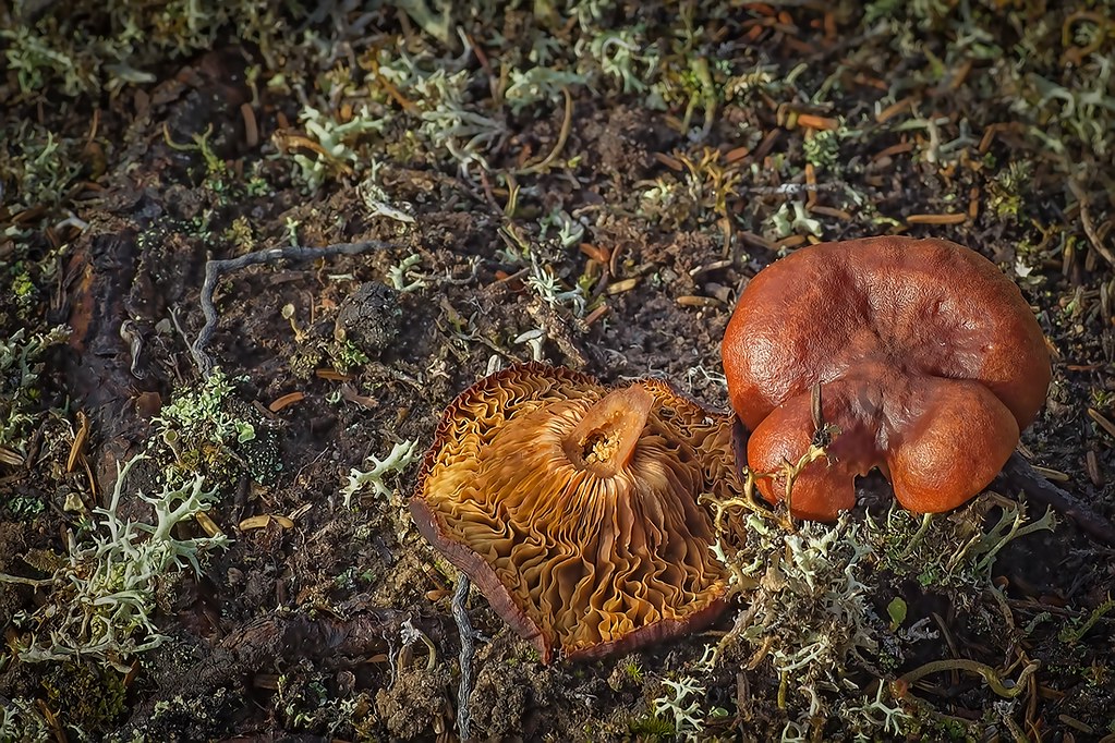 Local Boletus Mushrooms Arctic Mushroom, Arctic Haven Wild… Flickr