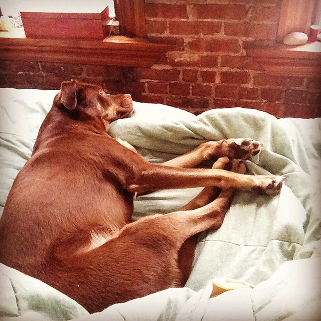 Bed hog. The Traveling Spotlight Flickr