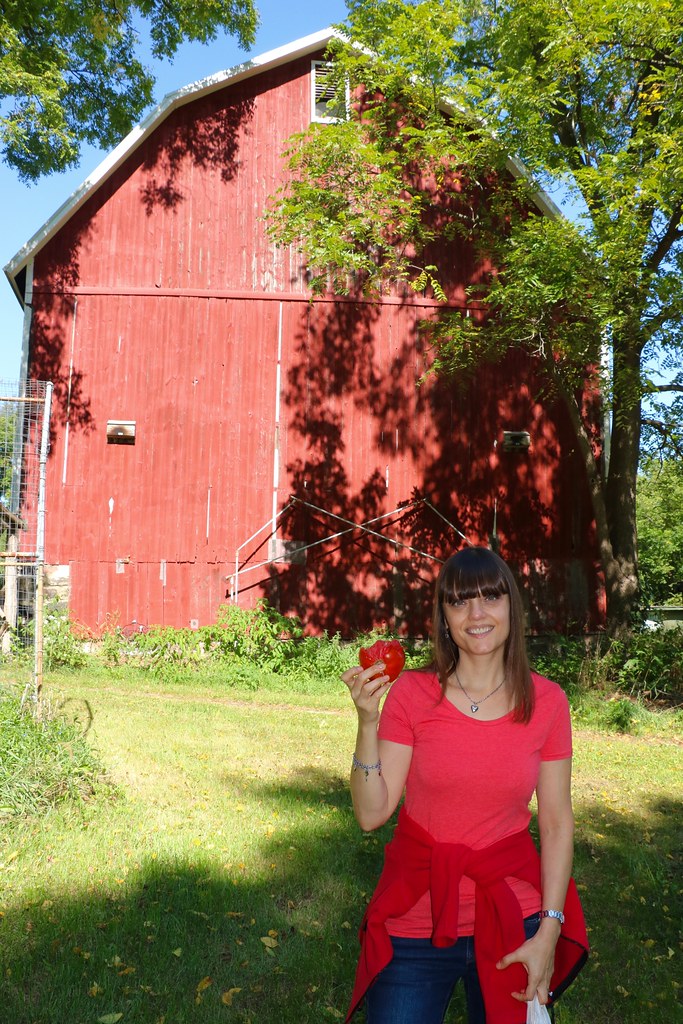 Tomato ster Township, MI, September 24, 2016 dtroyka Flickr