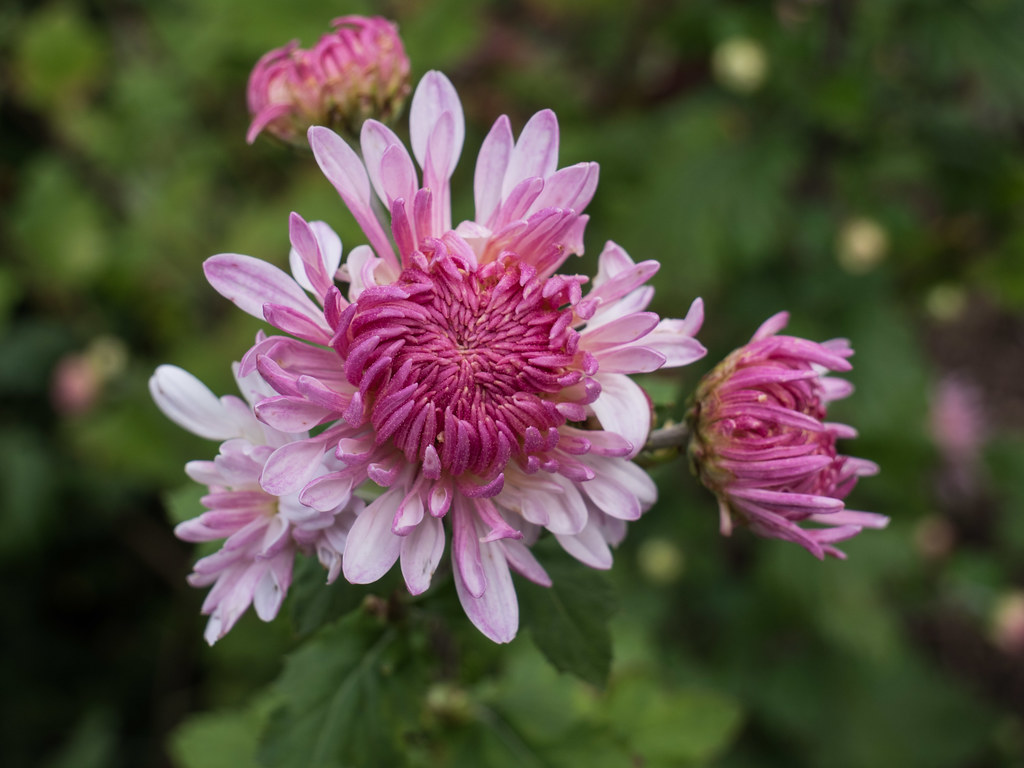Chrysanthemum rubellum 'Emperor of China', 2016 "Chrysanth… Flickr