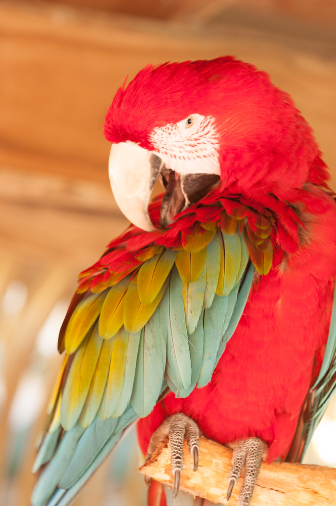 Parrot at Southwick Zoo Harrison Ball Flickr