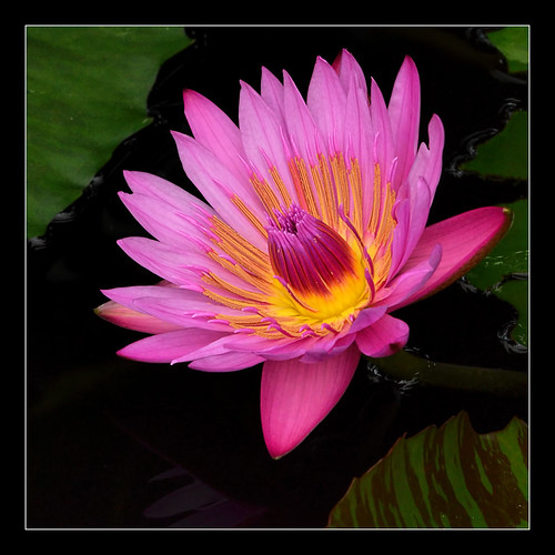 Water Lily Michigan's Hidden Lake Gardens Marsha and I m… Flickr