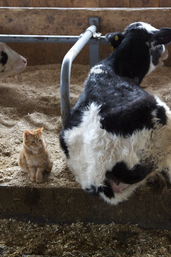 IMG_9989 Santa on the Farm McNamara Dairy 12/13/15 Kimball Union