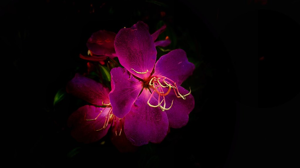 Purple flower glowing in the darkness elnina Flickr