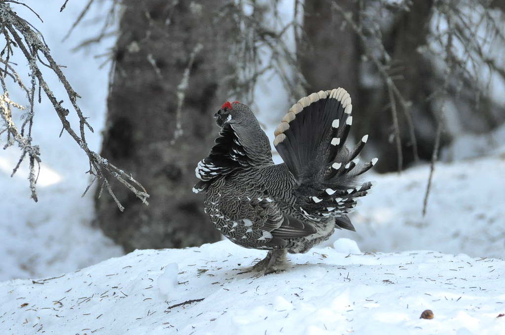 Spruce Grouse Anchorage, AK 3/11/2017 Peter Scully Flickr