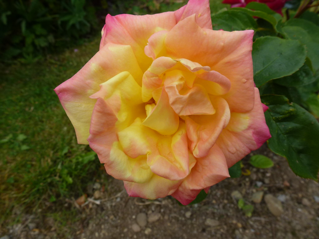 A Single Rose ! Garden Summer Rose Plant Bush Flower Green… Flickr
