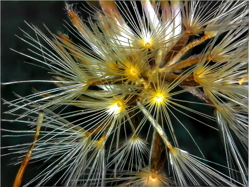 Grass Magnified 20X seed pod Magnified & photographed with… Flickr