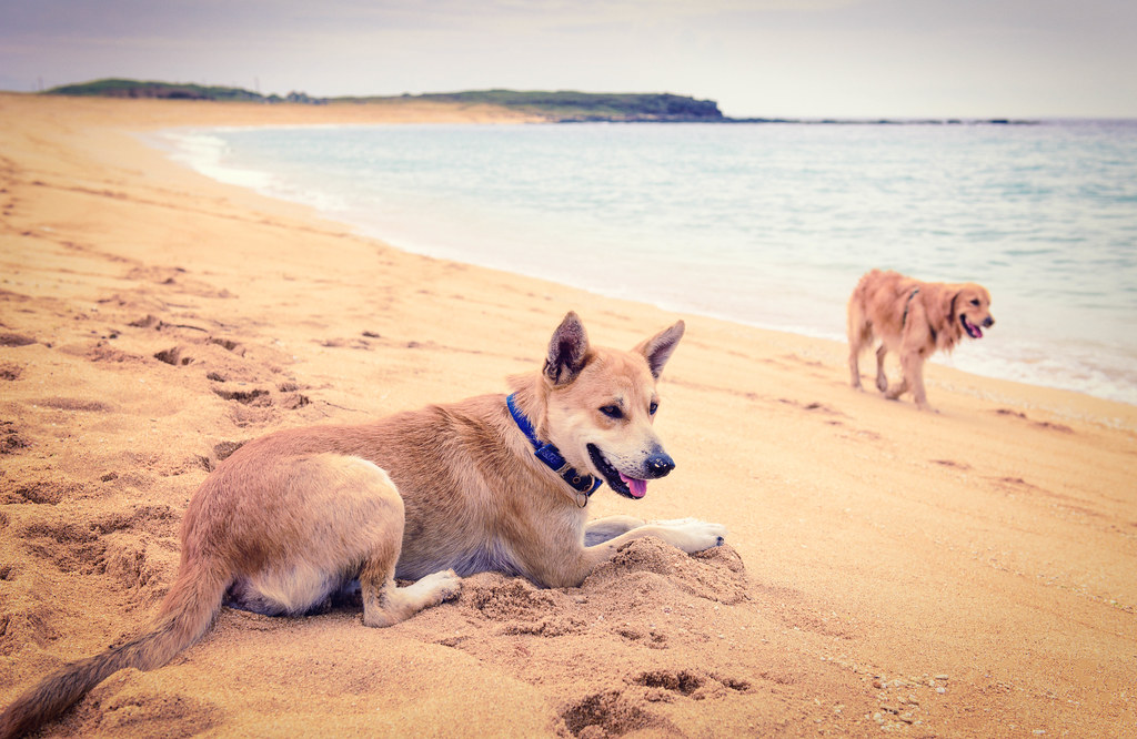 Dogs at the Beach Please visit my facebook page, www.faceb… Flickr