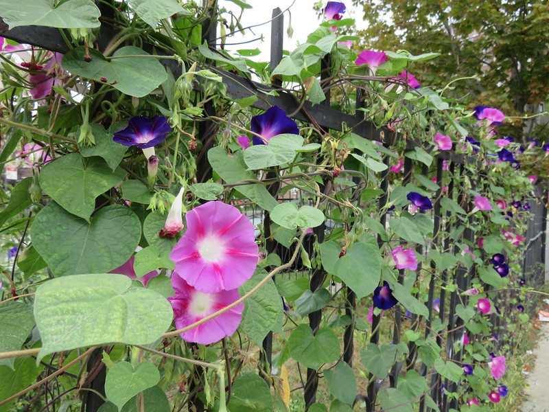 Weed of the Month Morning Glory Brooklyn Botanic Garden