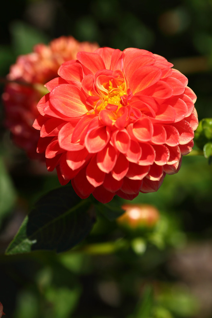 flowersplants052 autumn at the Merian gardens Basel Swit… Flickr