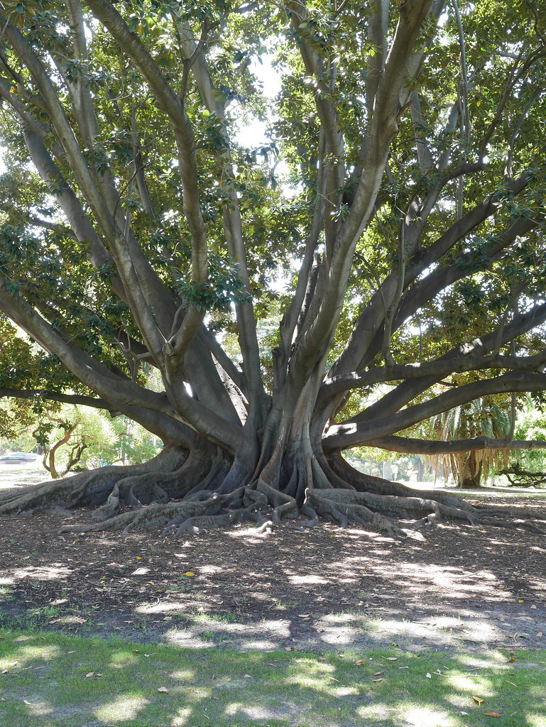 Moreton Bay fig tree Kings Park Perth Western Australia hugh millard Flickr