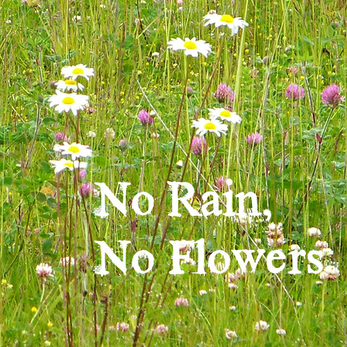 No Rain, No Flowers Particularly relevant here in the Paci… Flickr