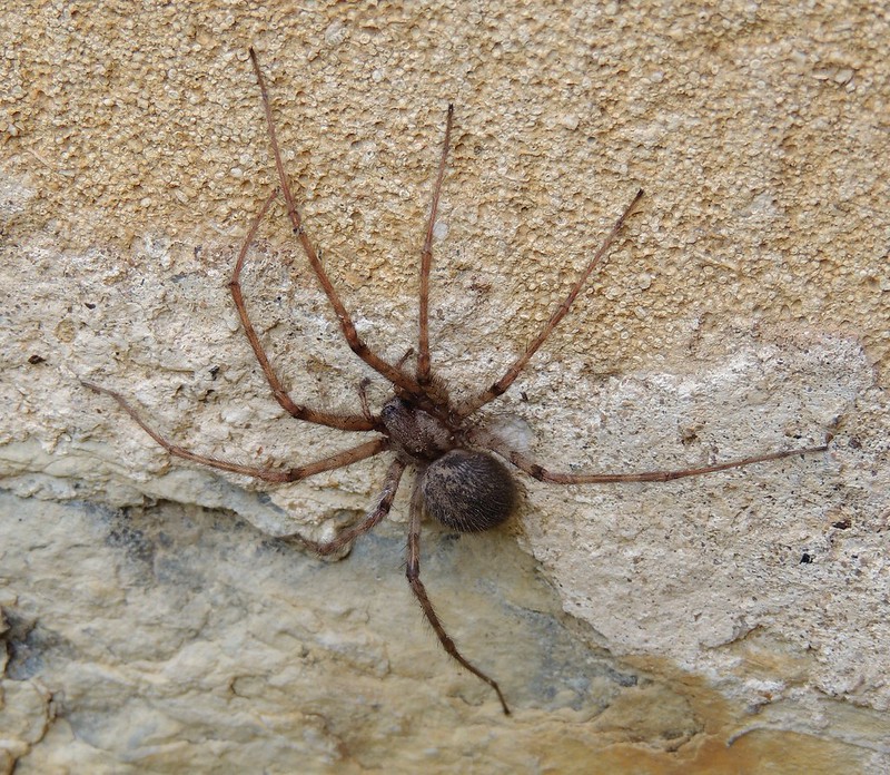 Tegenaria parietina (Cardinal Spider) Flickr