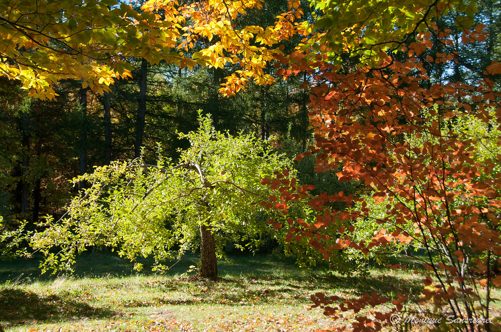 Land Art 2016 MontStHilaire Flickr