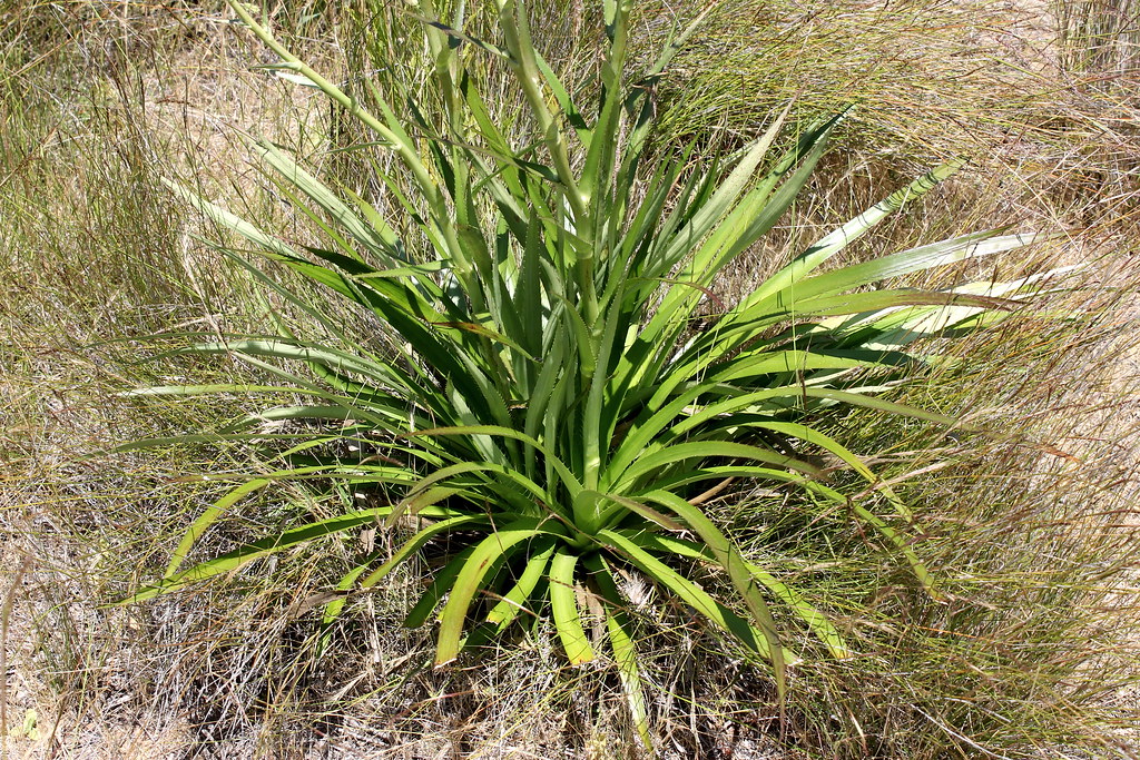 Eryngium paniculatum Sebastián Cordero Flickr