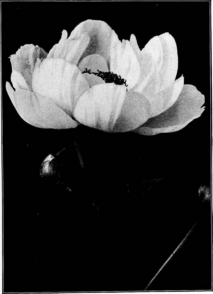 Image from page 194 of "Our garden flowers; a popular stud… Flickr