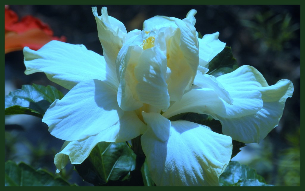 Shadow on beautiful 'Elephant Ear' hibiscus I love this fr… Flickr
