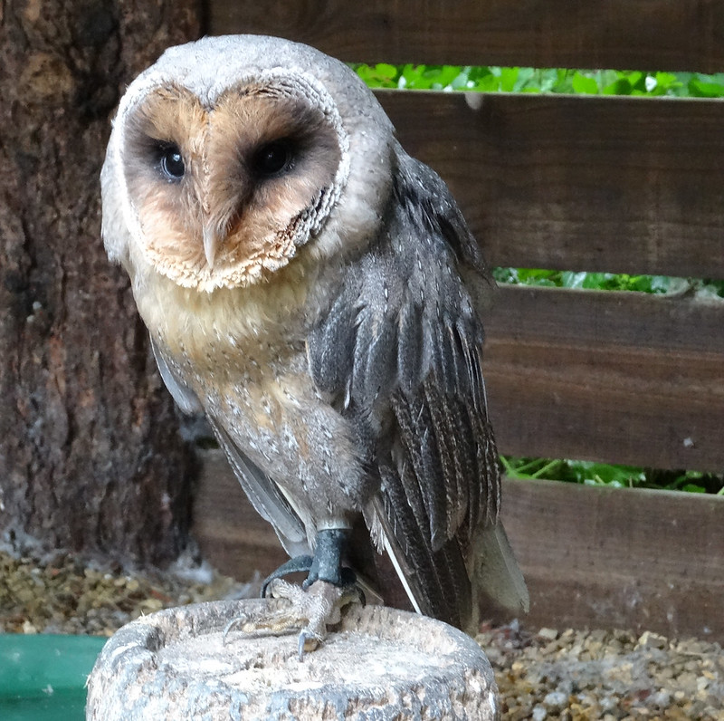 Rutland Falconry & Owl Centre, 20th August 2015 Flickr