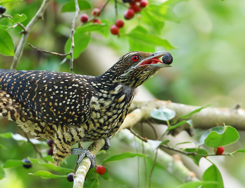 Asian koel, female she only picked those black ones....whi… Flickr