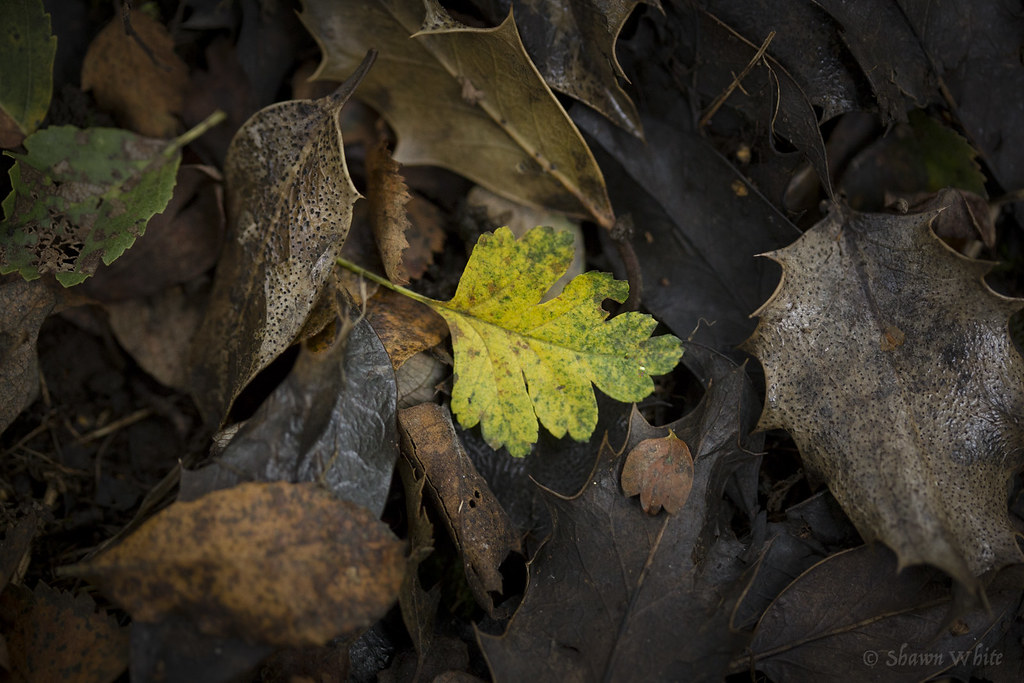 Decay & Leaf decay, the breakdown of
