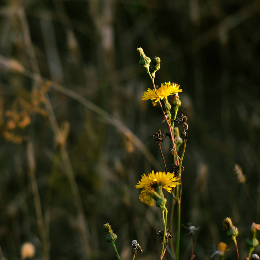 Do Not Pick Wild Flowers Lonely and fragile, but attractiv… Flickr