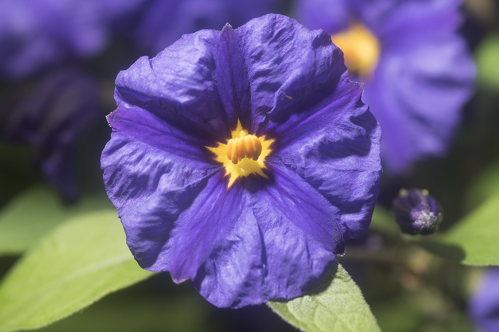 Macro view of a purple flower with yellow center—Solanum r… Flickr