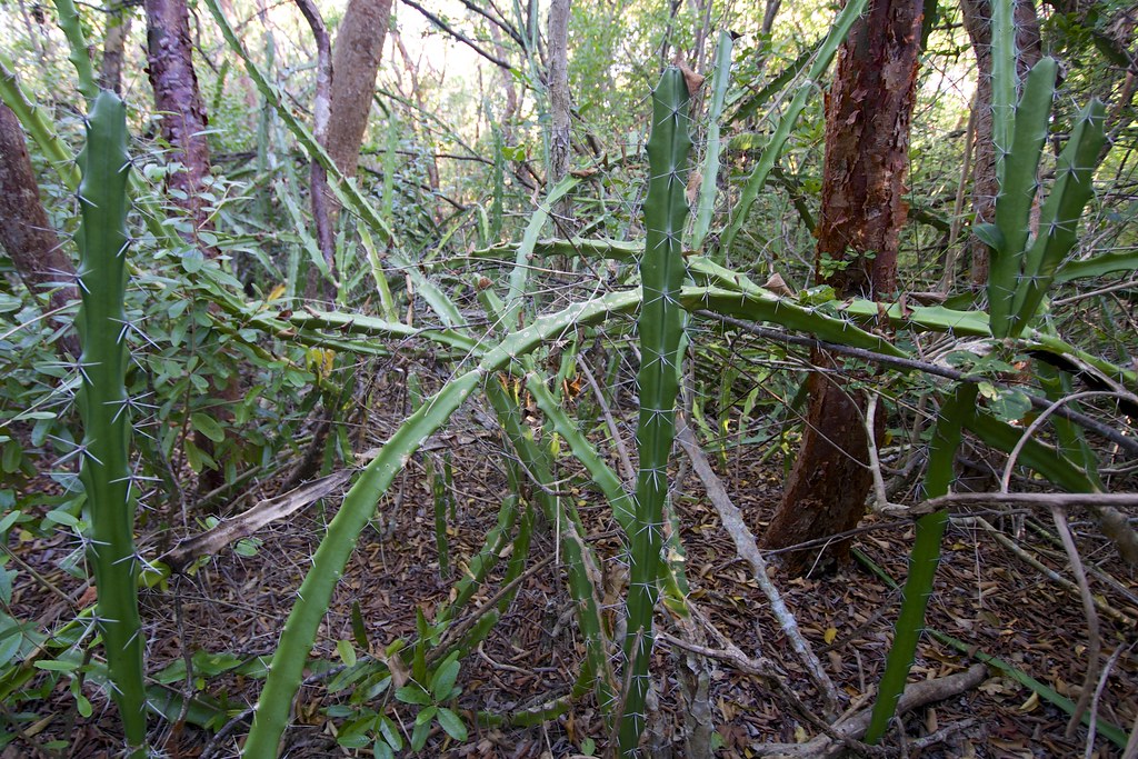 Acanthocereus tetragonus Barbedwire or Dildo Cactus Flickr