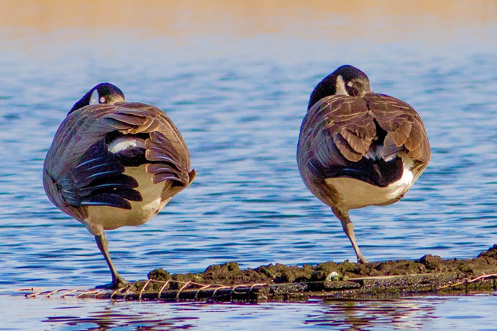 Leaning geese Roosting Canada Geese cheddarcaveman Flickr