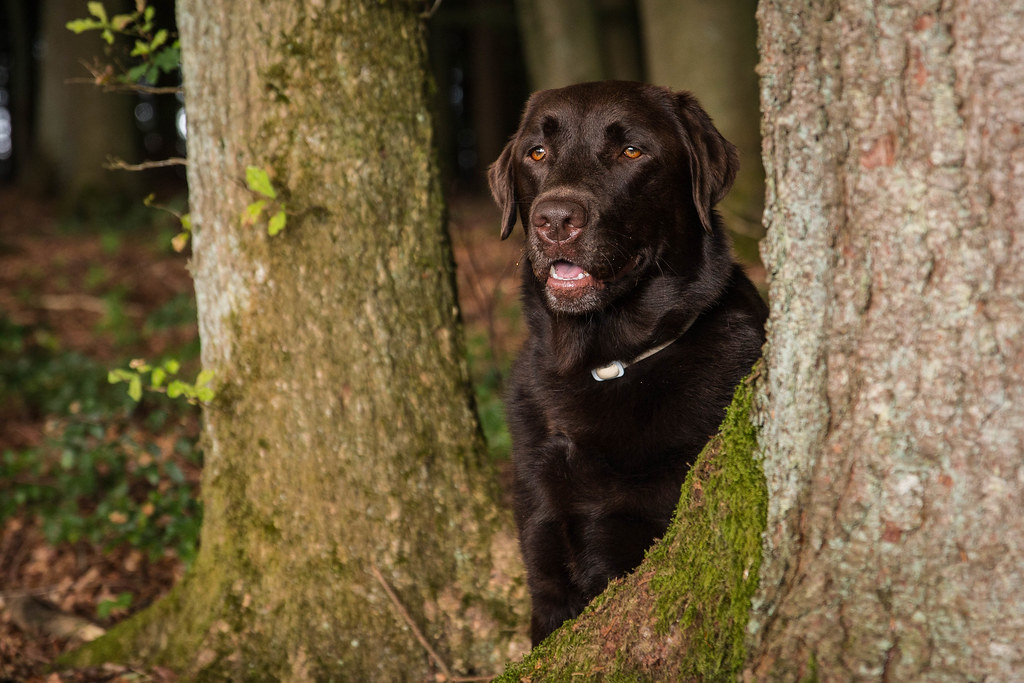 hinter dem Baum Wilfried Stevens Flickr