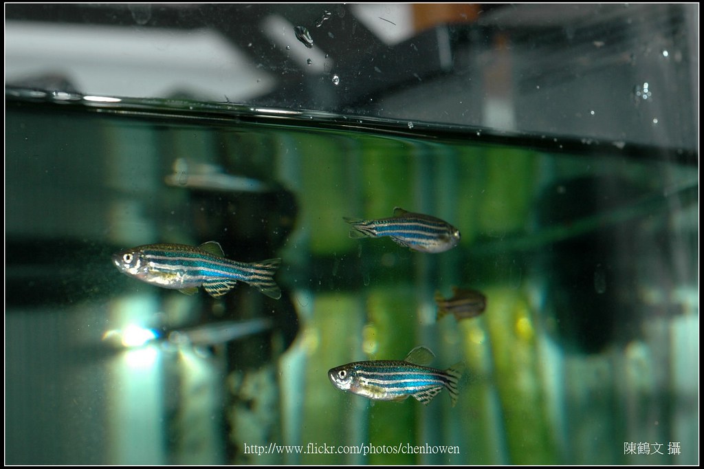 Several Zebrafish_01_good HoWen Chen Flickr