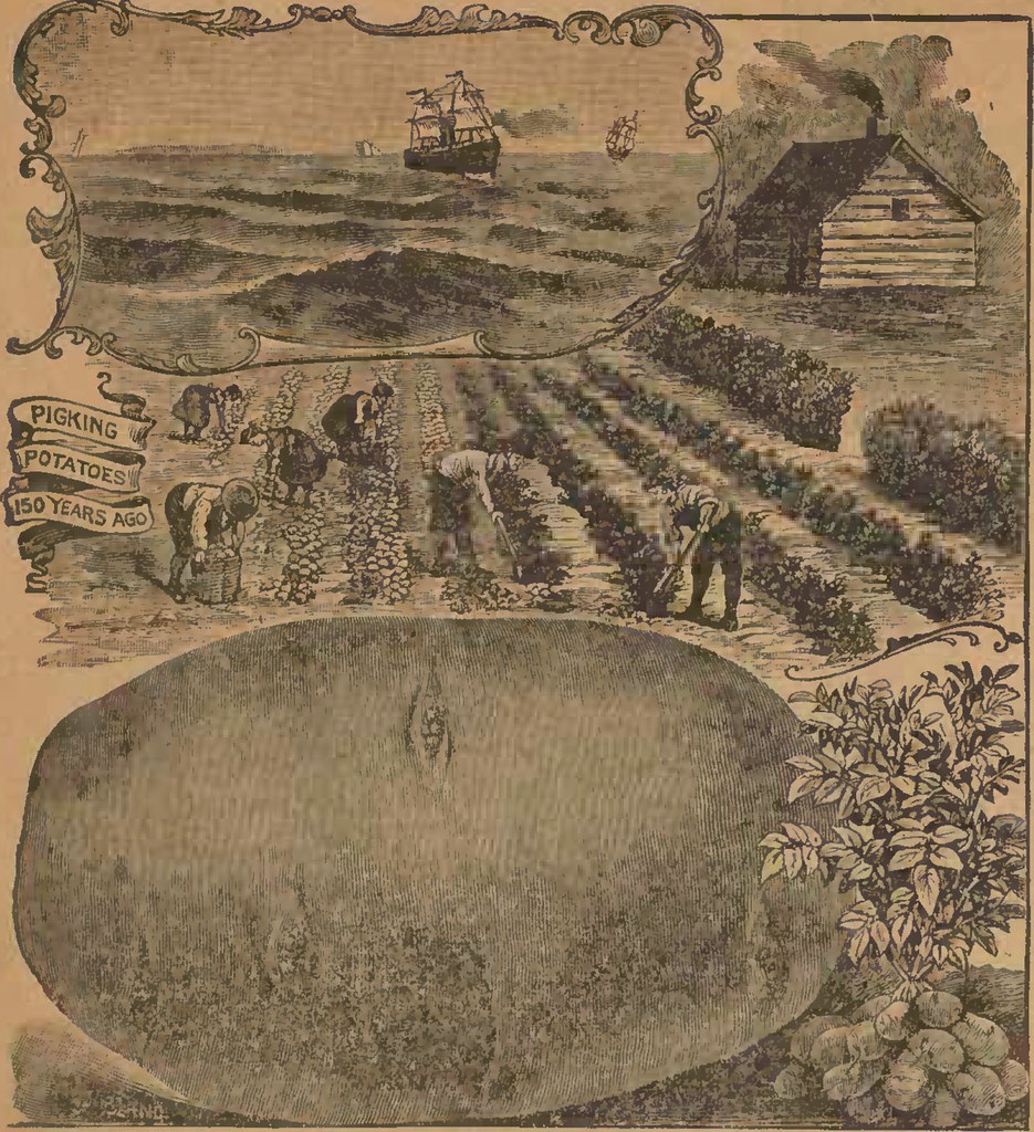 Image from page 22 of "Mills' garden annual 1895" (1895)… Flickr