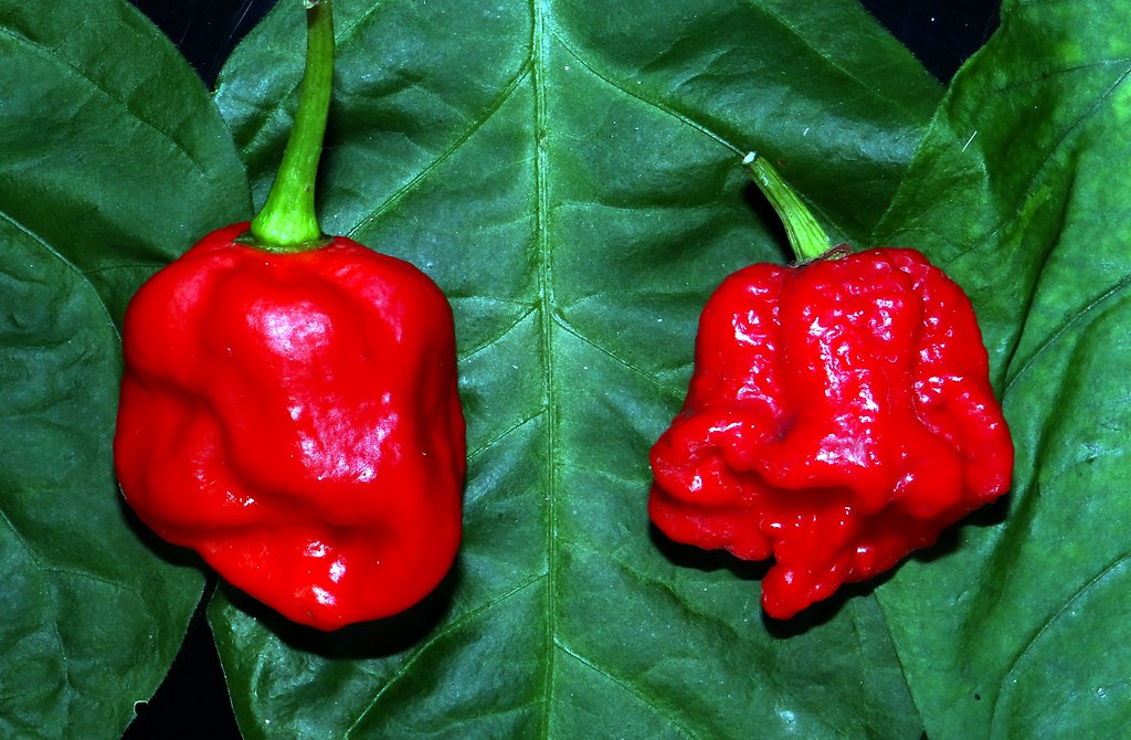 Trinidad Moruga Scorpion Chilli newstempo