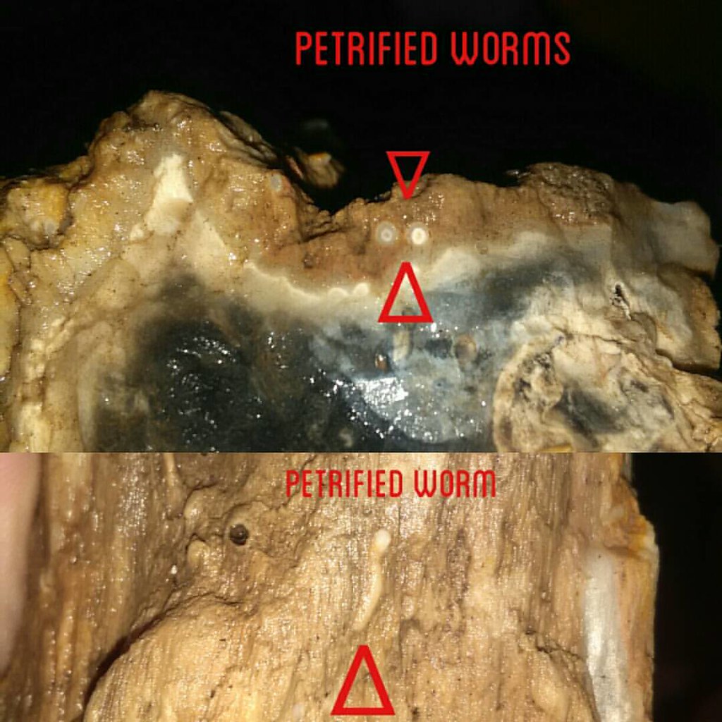 Noticed these fossilized worms in this piece of petrified ??? Flickr