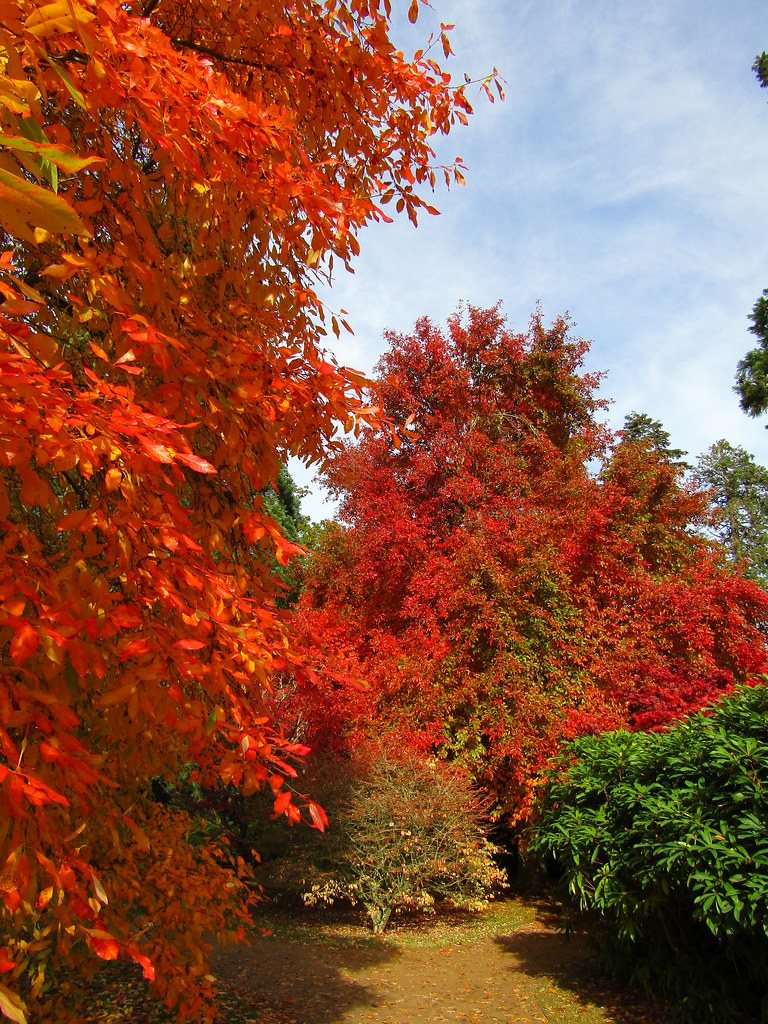 Nyssa sylvatica A sunny late autumn day at Sheffield Park,… Flickr